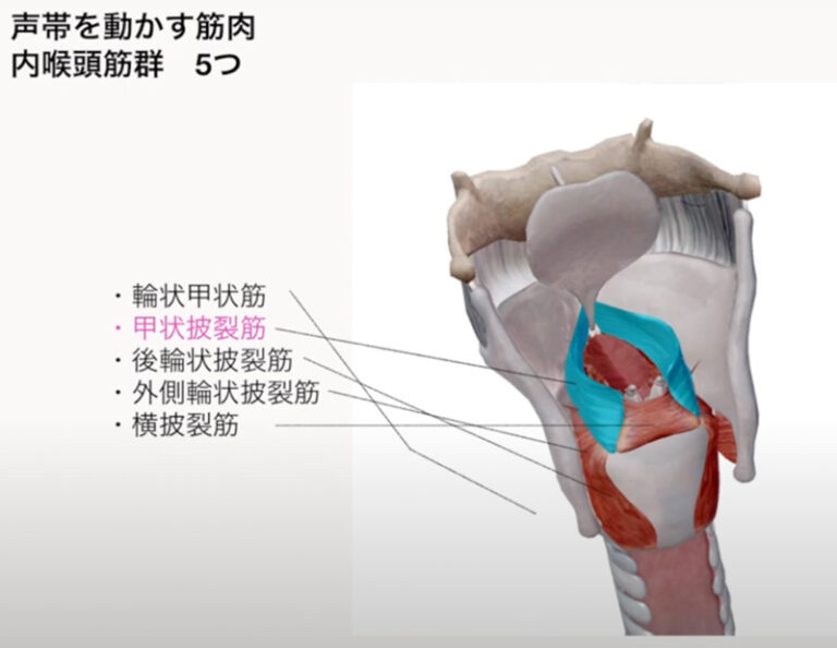 発声に必要な筋肉 / 声を職業にする方へ| パーソナルトレーニングジム BODY DIRECTOR